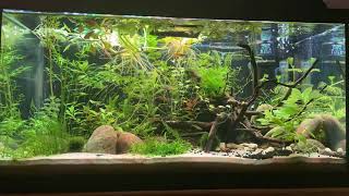 Time Lapse Dwarf Rainbowfish by Distantgem 70 views 2 years ago 21 seconds