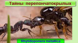 Rhytidoponera metallica обзор моей колонии муравьев Rhytidoponera metallica