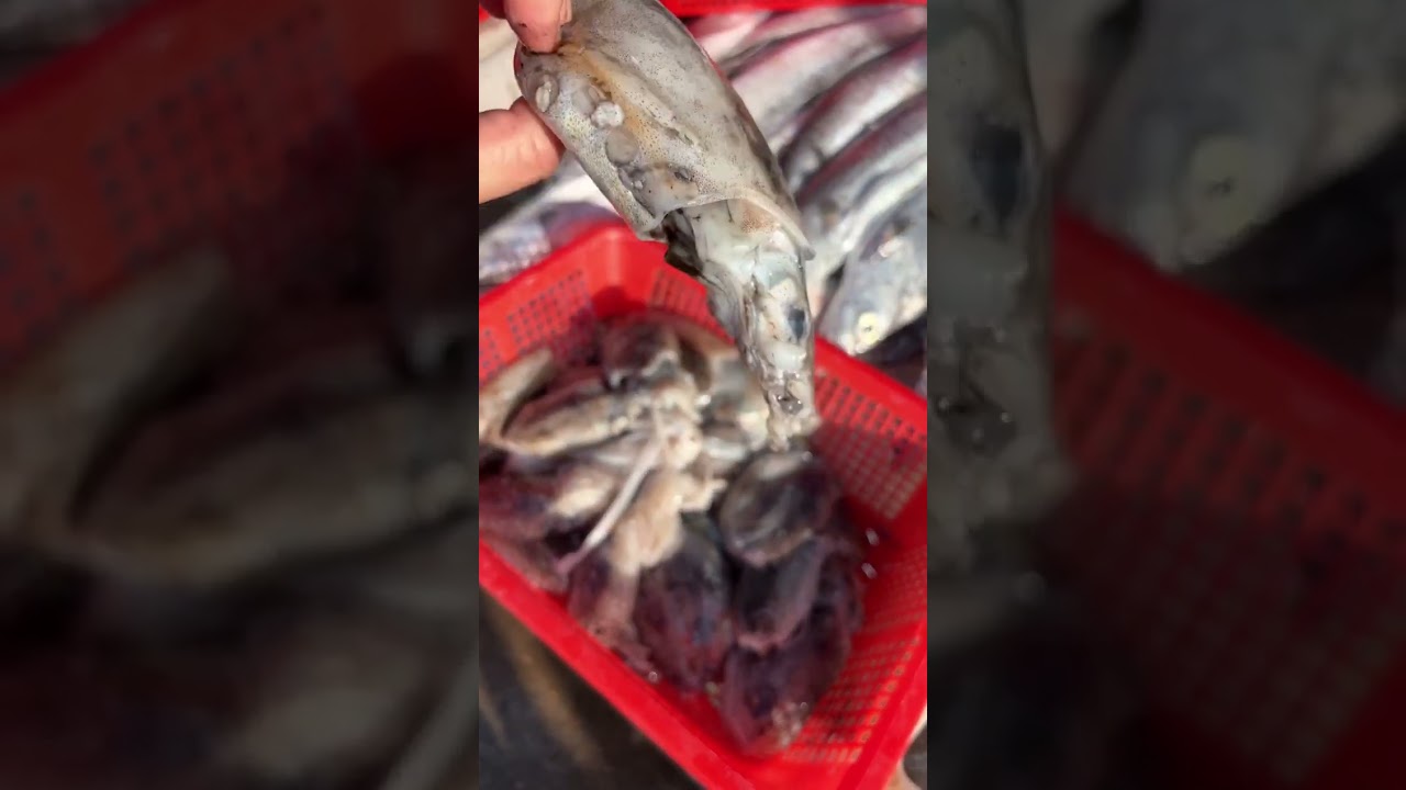 My house has a trellis,