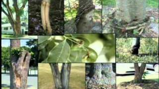 How to Identify an Ash Tree, EAB, & Signs of Infestation.wmv