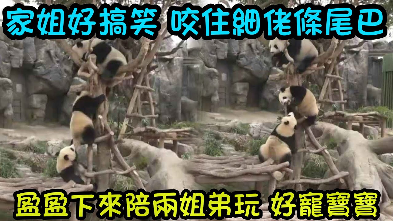 3月2日  家姐仔太搞笑喇，咬住細佬尾巴妨礙細佬上樹找媽咪，盈盈下來一屁股將細佬卡住了 #香港大熊貓  #大熊貓加加得得