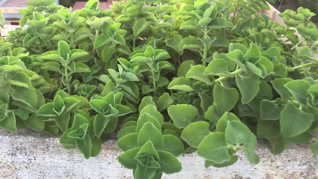 My terrace garden in telugu YouTube