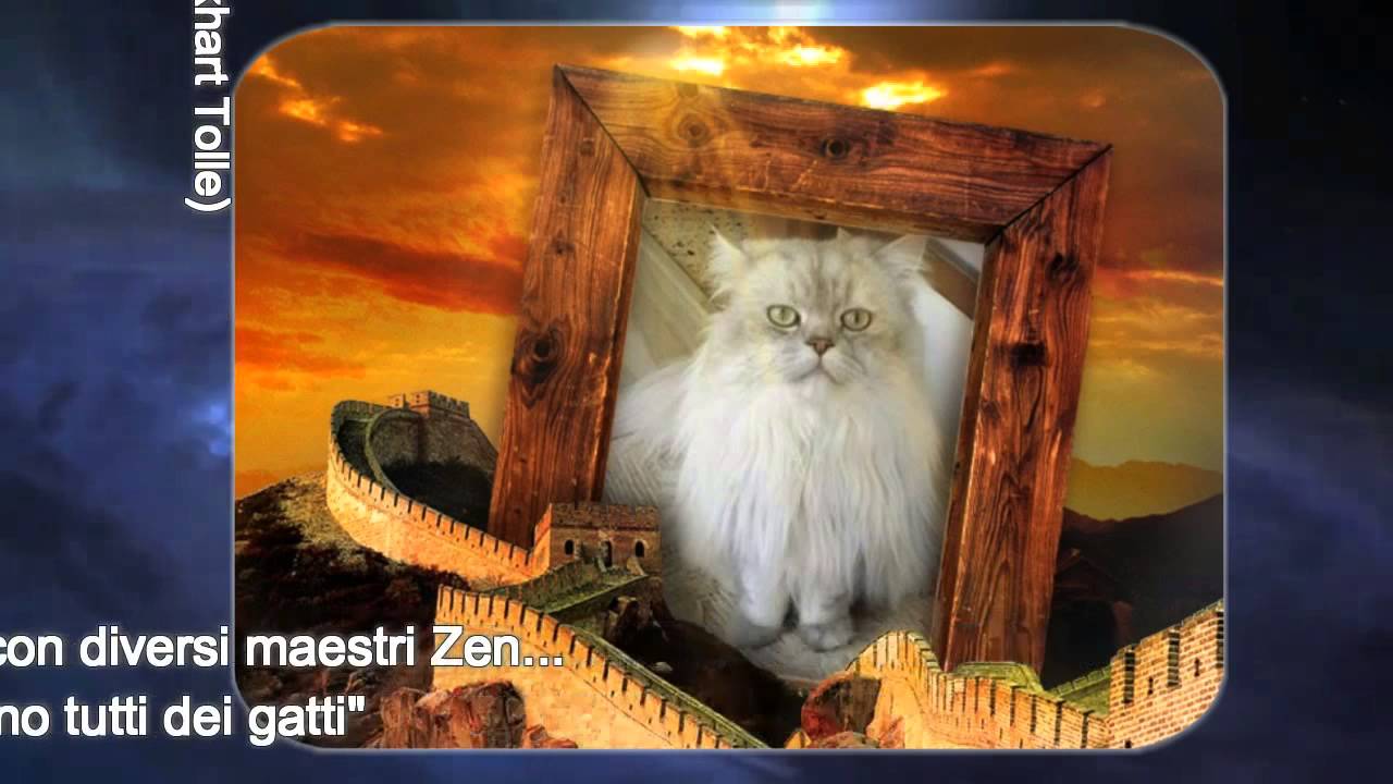 Aforismi Sui Gatti Youtube