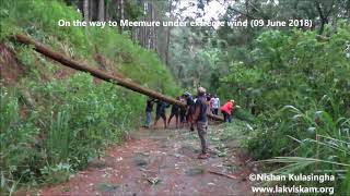 A Fallen tree block the Hunnasgiriya - Meemure road