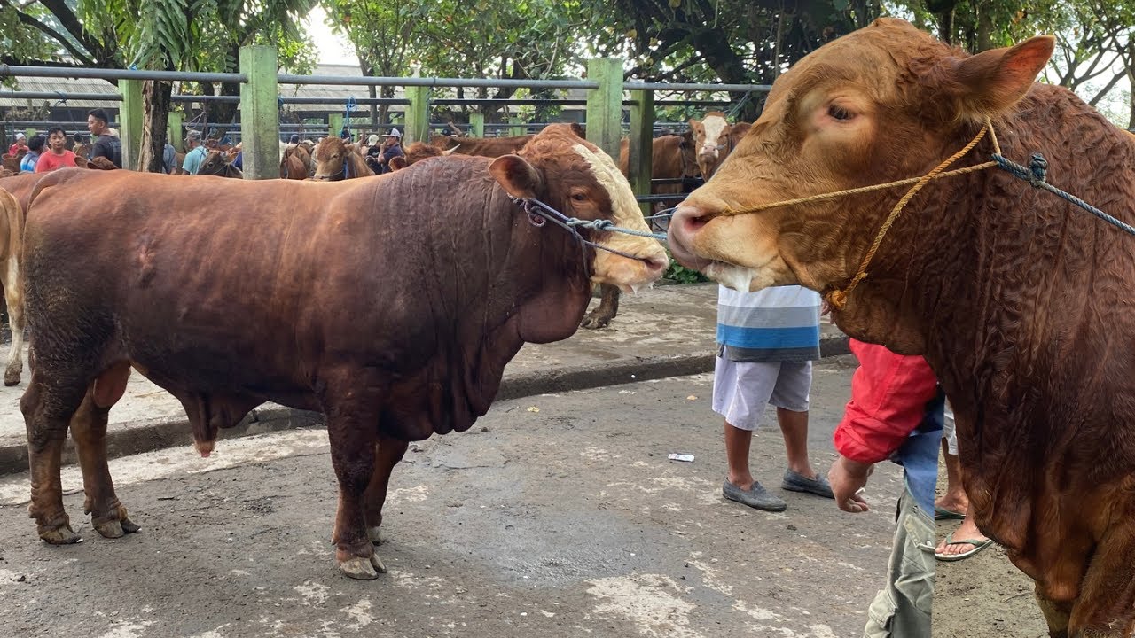 20 JUTA‼️ BAKALAN JANTAN BESAR | POTENSI 1 TON UP | PASAR KLIWON NGADILUWIH KEDIRI