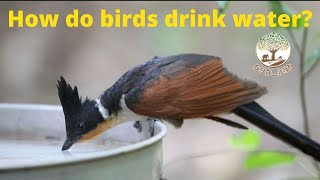 How do birds drink water? Beautiful Video of birds drinking water explained