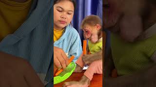 Happy Monkey Loves Exploring His Cozy Home Every Day