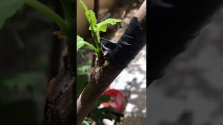 مراحل تطور تطعيم شجرة التين/ grafting fig