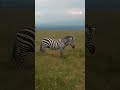 Punda Milia Zebra 