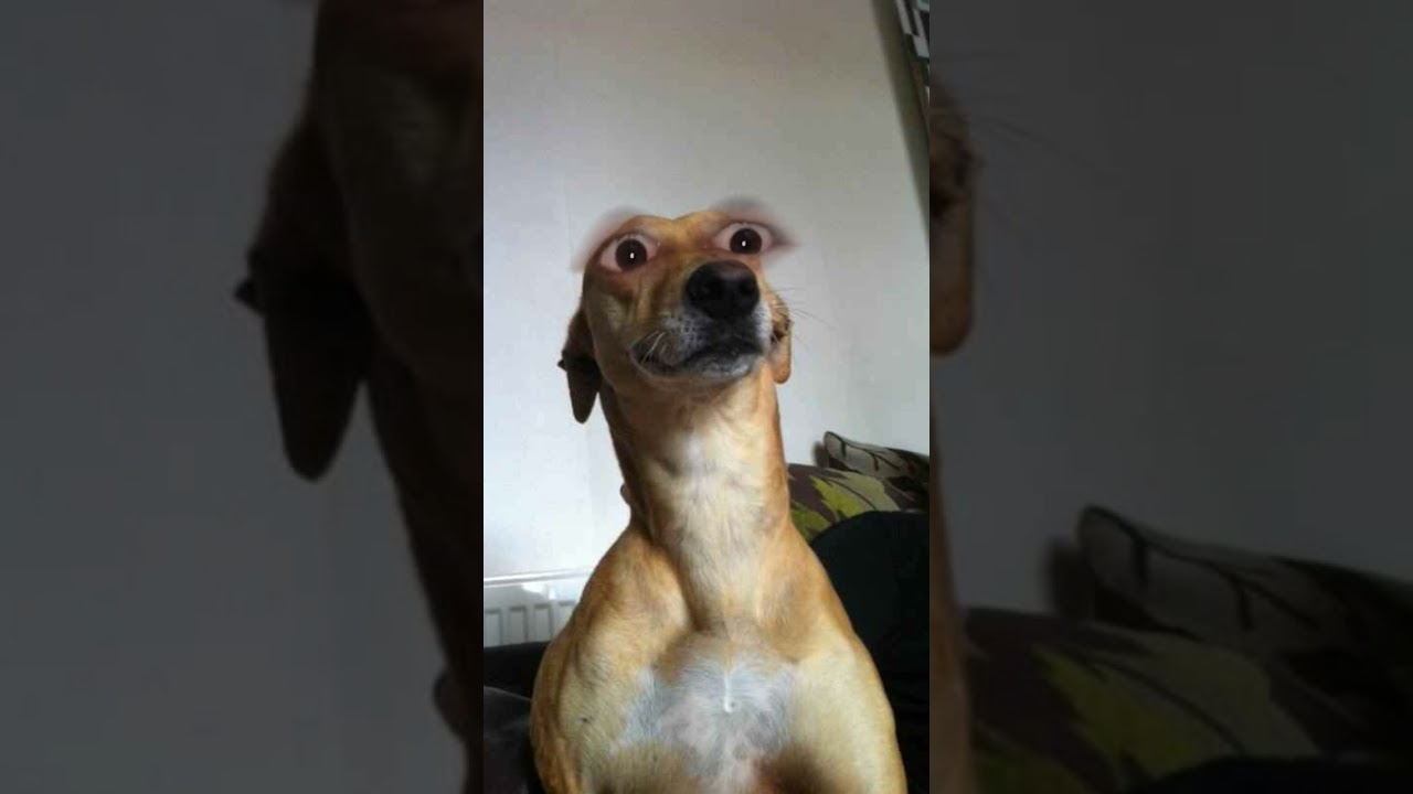 Valentine day aur papa 😂🔥| Indian family 