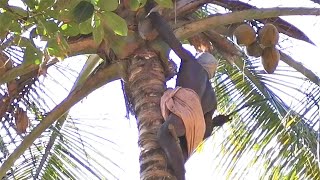 Kerala Coconut tree Climber | Kovalam | India | 2020