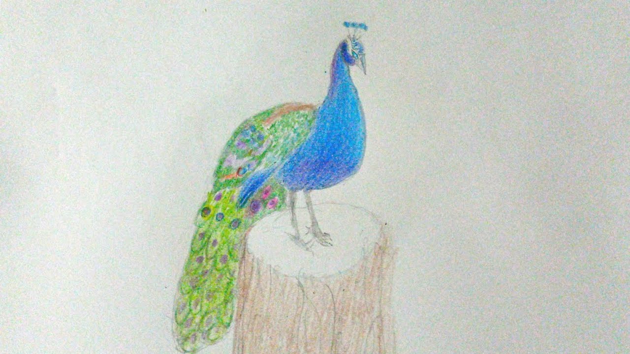 วาดนกยูงยืนอยู่บนตอไม้ ระบายสีไม้  Draw a peacock standing on a tree stump. 