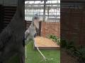 今日のおはようふたば(2026.7.12)【掛川花鳥園公式】
