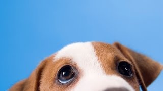 5 Awesome Dog Facts -- Thought Gl