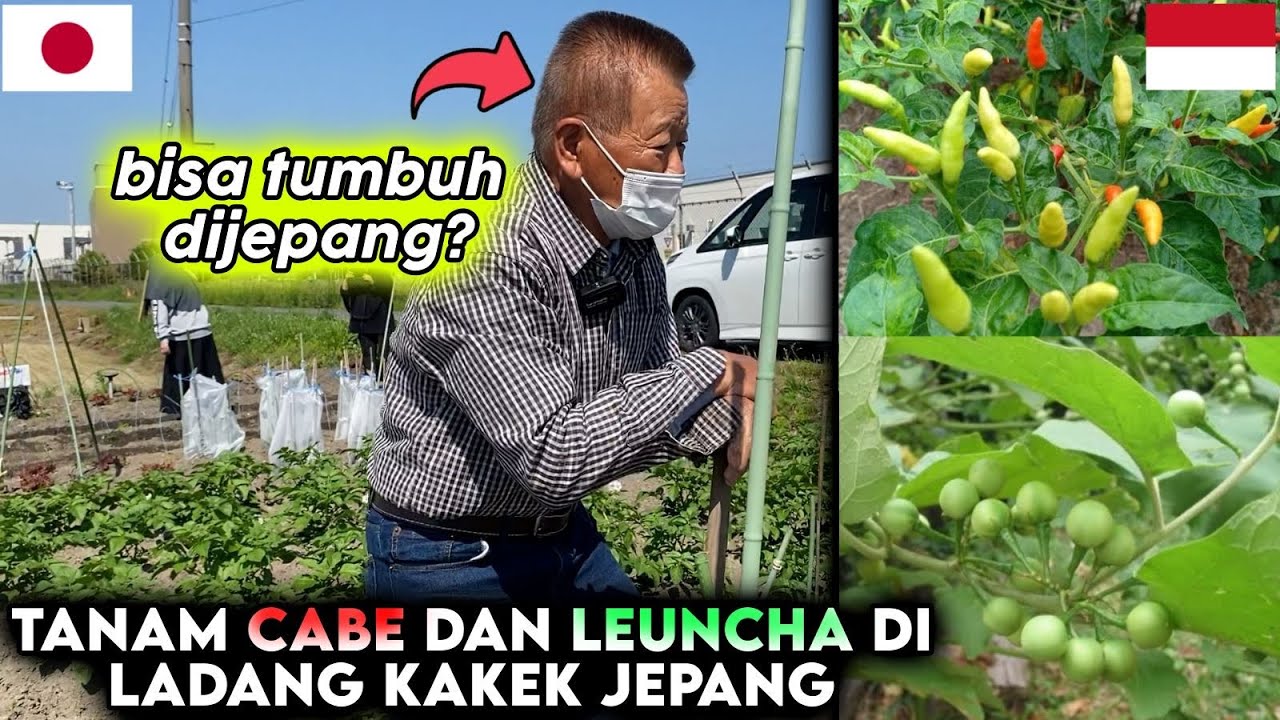 DEMI CUCU INDONESIA LADANG KAKEK BERUBAH JADI TANAMAN SAYUR INDONESIA