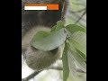 Sloths in the wild.