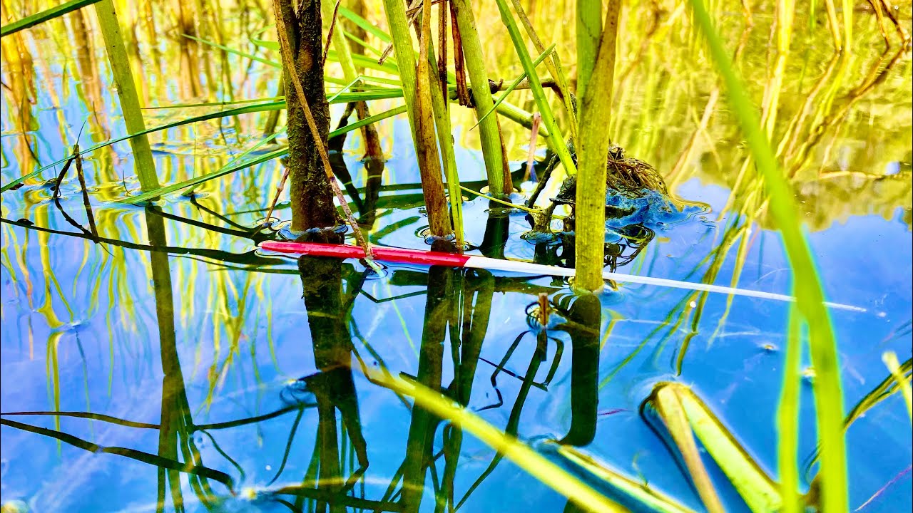 ДАЖЕ ФРИКЦИОН НЕ СПАСАЕТ ГНЕТ И ОТРЫВАЕТ рыбалка на удочку - YouTube