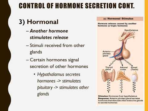 Chapter 17 Endocrine System