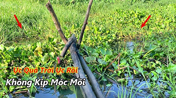 Câu cá rô đồng không ngờ con kênh mới phát hiện rất nhiều cá rô mập ú ăn liên tục không kịp móc mồi