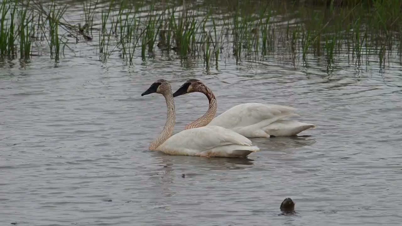 2025_05_08 Trumpeter Swans - Metzger Marsh, Ohio (slow motion)