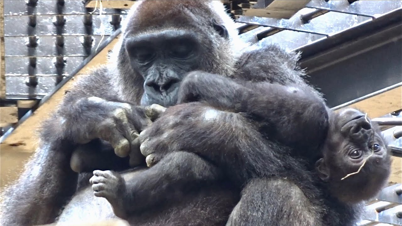 50 素晴らしいゴリラゴリラゴリラ 最高の花の画像