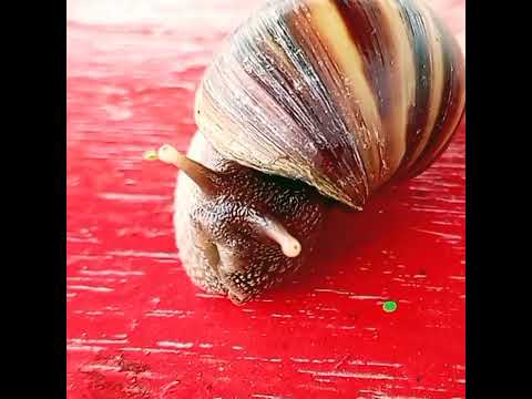 Snail.mp4