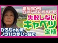 キャベツ【定植】失敗しない方法【育て方】栽培