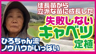 キャベツ【定植】失敗しない方法【育て方】栽培