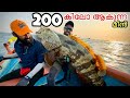   200     giant grouper catch and cook kerala style