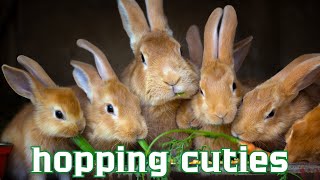 Rabbit Life: Amazing Facts and Adorable Moments!