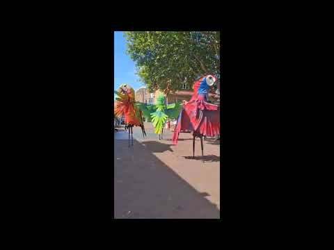Parrots in street 😄😄#dancing #festival #music #fun