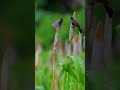 Bird's of Shelar Farm | Shelar Farm Birding Point | Saswad Grassland