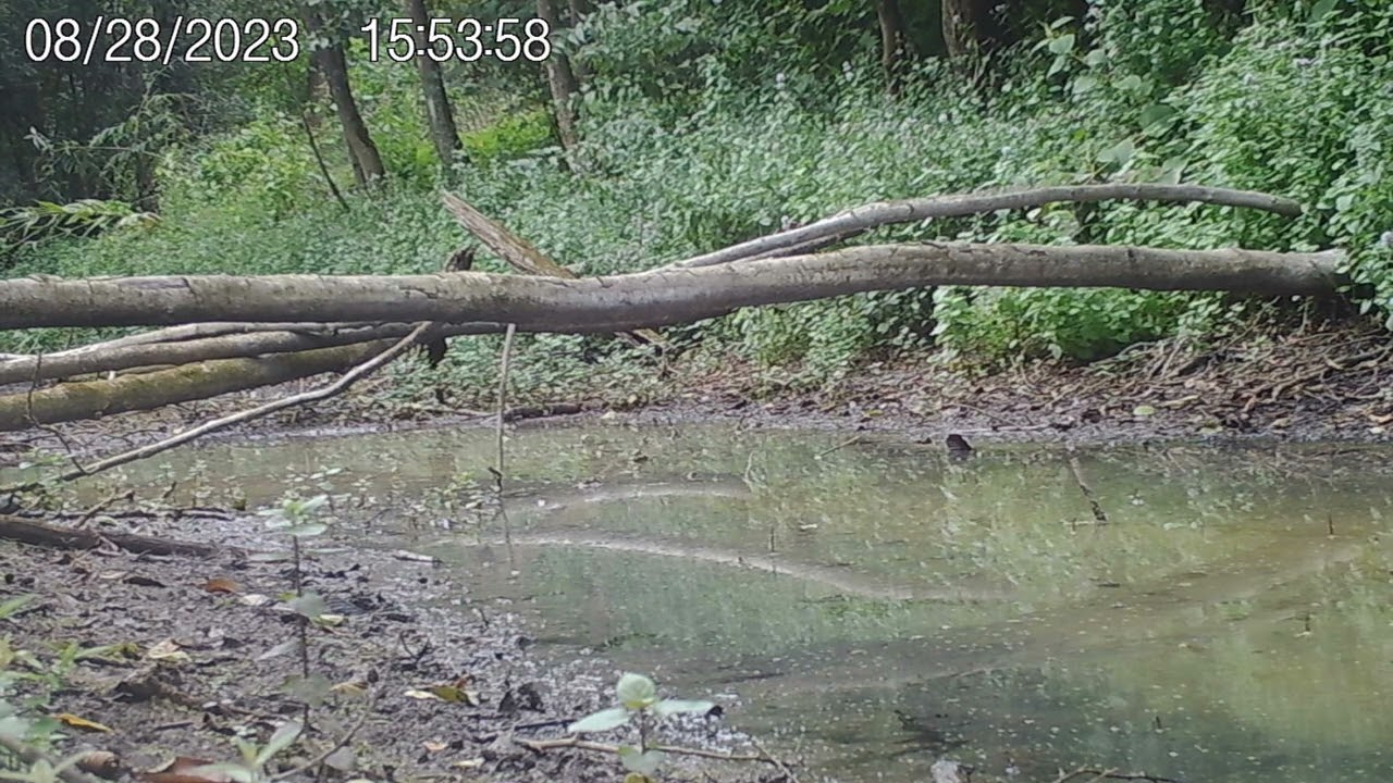le chevalier cul-blanc