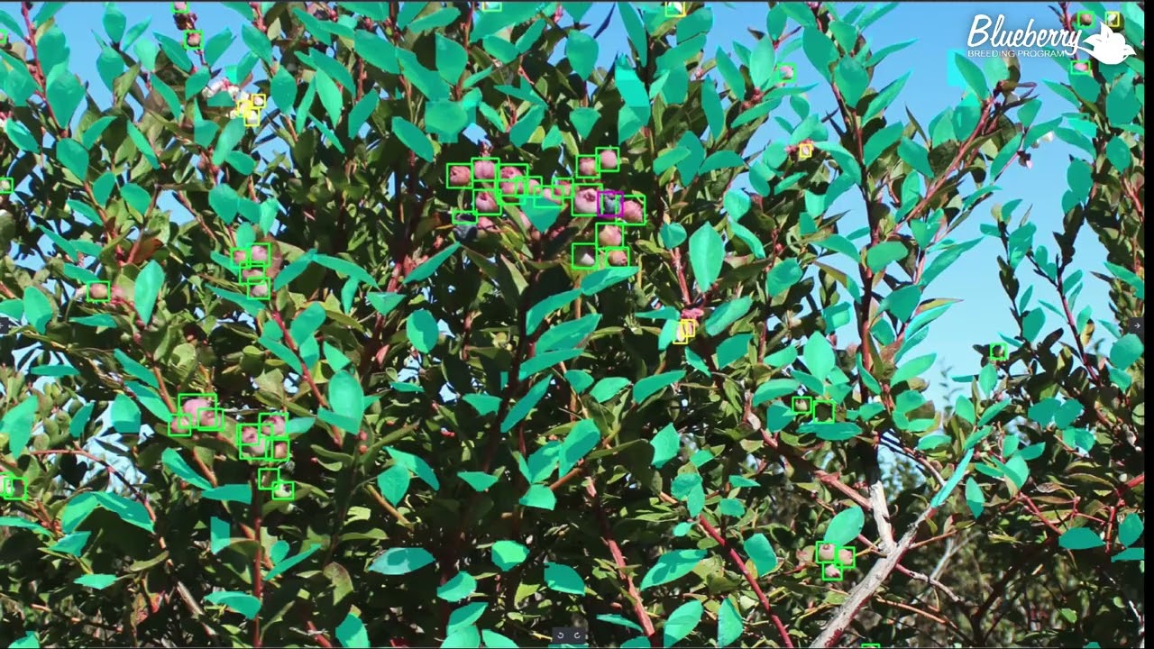 video4-FruitPhenomics-Team