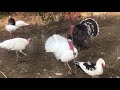 Turkeys #turkeys birds #animals