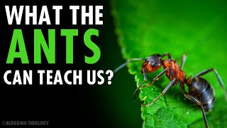 What the Ants Can Teach Us