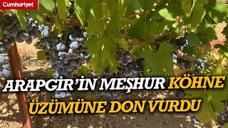 Arapgir’in Meşhur Köhne Üzümüne Don Vurdu: Rekolte Dibe Vurdu Resimi