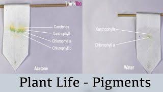 Plant Life - Pigments | ThinkTac