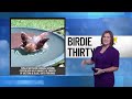 BIRDIE THIRTY: "How sweet is this Northern Cardinal taking a bath" - EWN at 6:30am on 9-13-2026