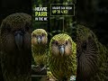 "दुनिया का इकलौता उड़ नहीं सकने वाला तोता! 😱 | Kakapo Documentary" #documentary #earner