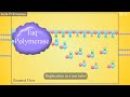 Understanding PCR and Its Application in Crime Scene Investigation