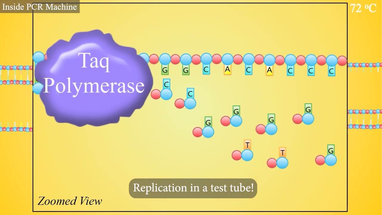 PCR (Polymerase Chain Reaction) Animation - YouTube