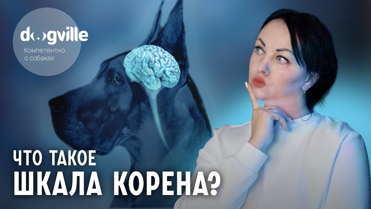 ⁣Что такое Шкала Корена? - Интеллект собаки