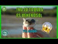 TOP 10 ANIMALES MÁS VENENOSOS DEL MUNDO