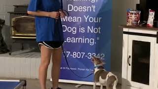 Oliver,  Introduction to 2 week board and train, dog training