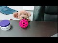 toy poodle loves her ball