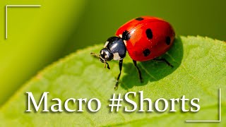 Macro in Nature | Cinematic Video | Macro Shots | #Shorts