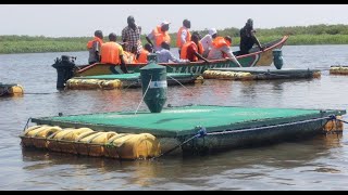INSIDE Victory Farm over 500 tilapia cages in Lake Victoria, the largest in East Africa
