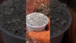 How to Acidify Soil for Acidloving Plants