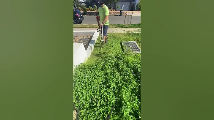 All Lawns Will Be Clover Lawns by 2025 - DayDayNews